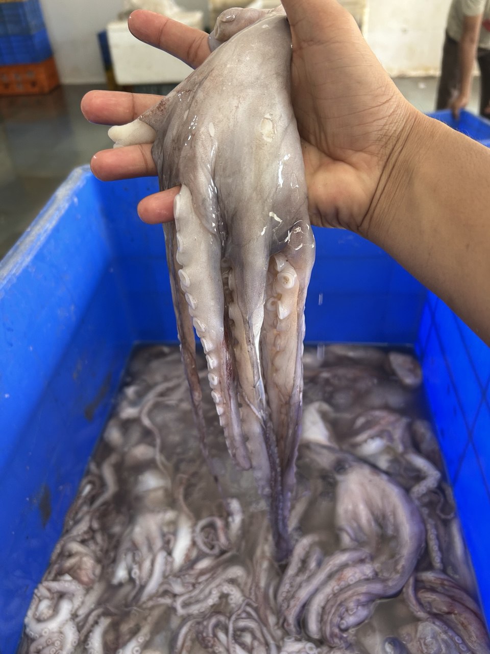Fresh catch at Inam Fish Company, Veraval